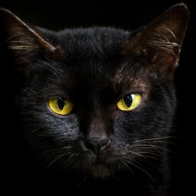 Black Cat 2
