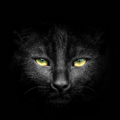 Black Cat 6